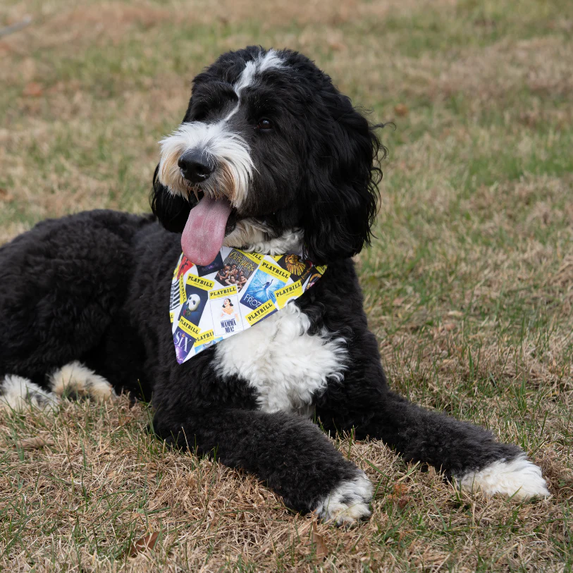 Playbill Pet Bandana - Image 6