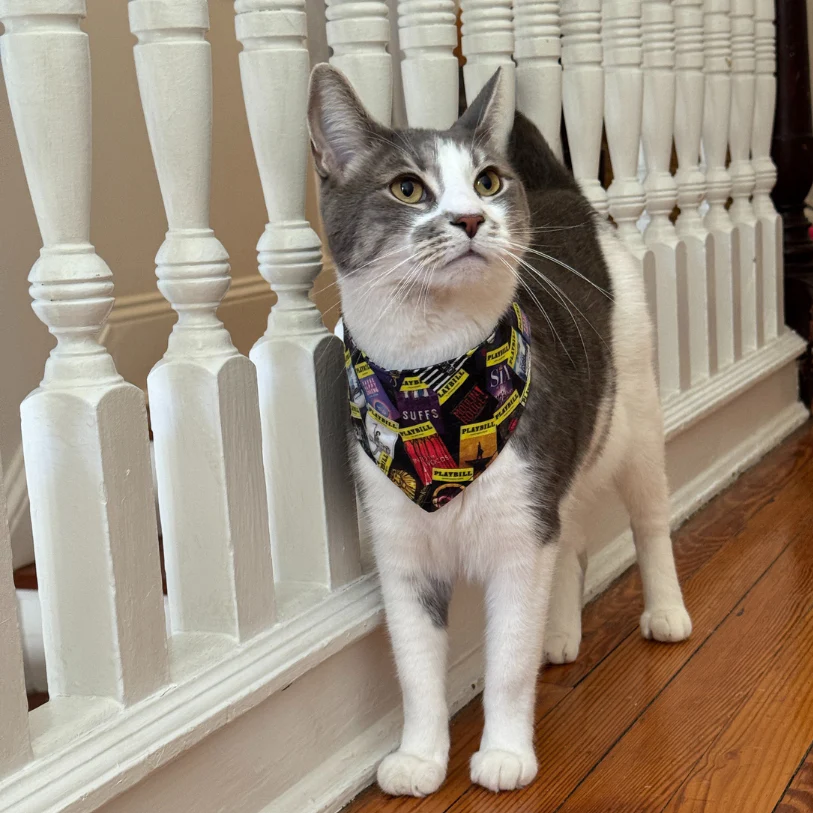 Playbill Pet Bandana - Image 7