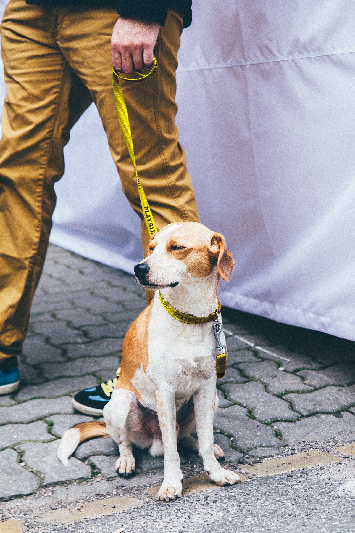 Playbill Pet Collar & Leash Combo - Image 4